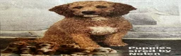 Mini Goldendoodle dogs for sale: Jared - Ad 8