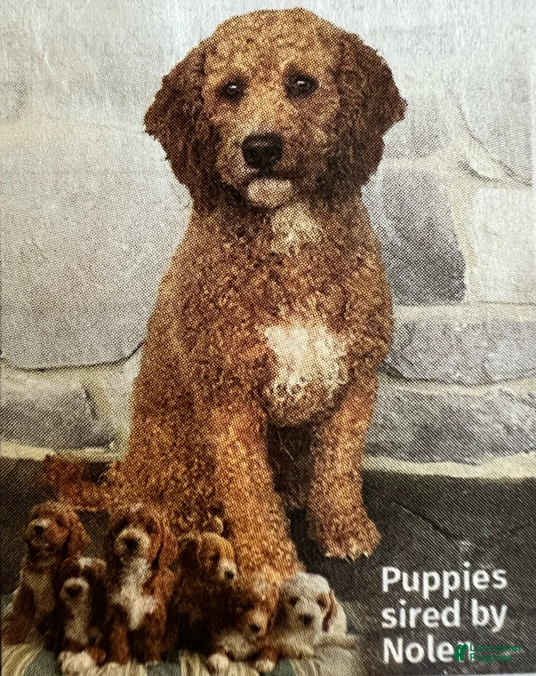 Mini Goldendoodle dogs for sale: Jared - Ad 8