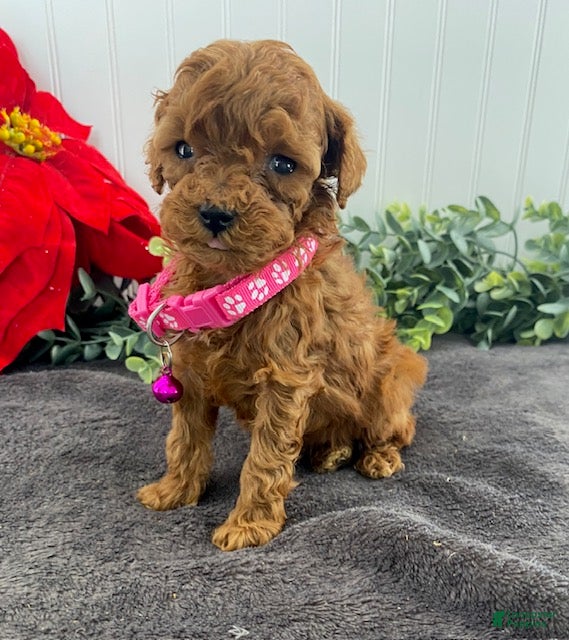 Toy Poodle dogs Joy-tiny - Ad 28