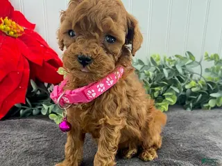 Toy Poodle dogs Joy-tiny - Ad 28