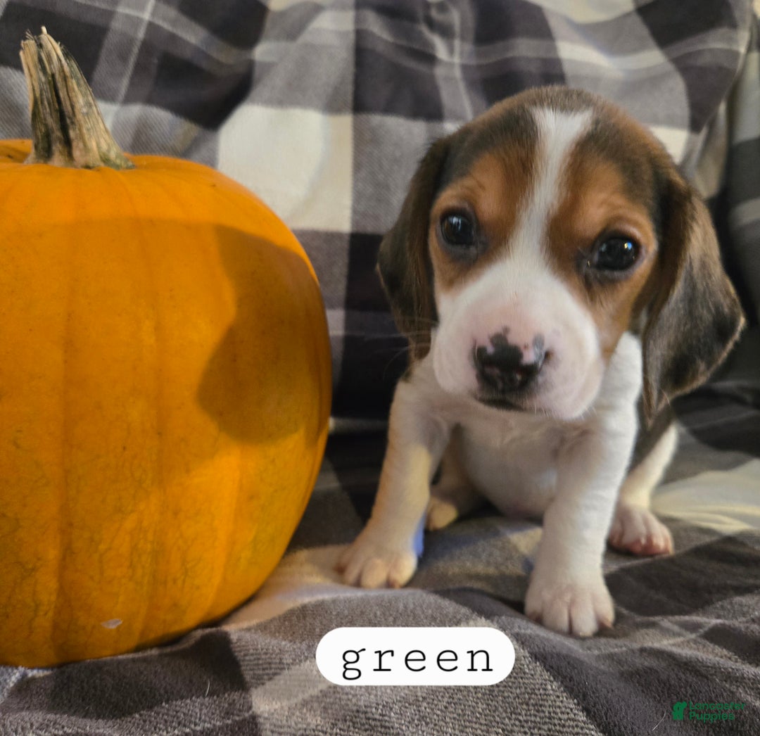 Beagle dogs for sale: Hershey/green - Ad 3