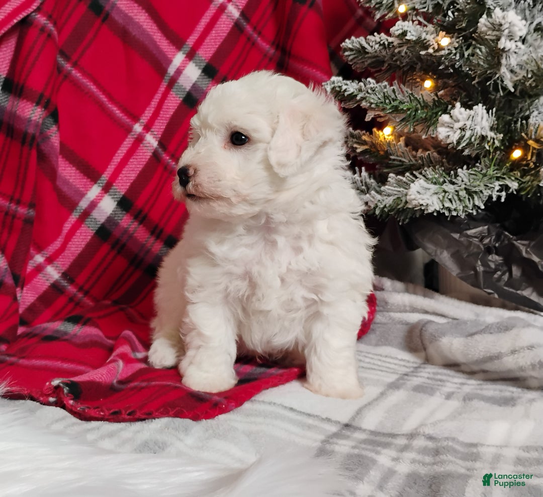 Teddy Bear dogs for sale: Max - Ad 3