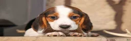 Beagle dogs for sale: Dottie🎀 - Ad 6