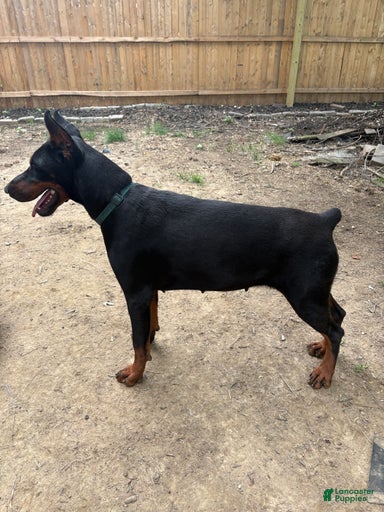 Gallery Image {{count}}