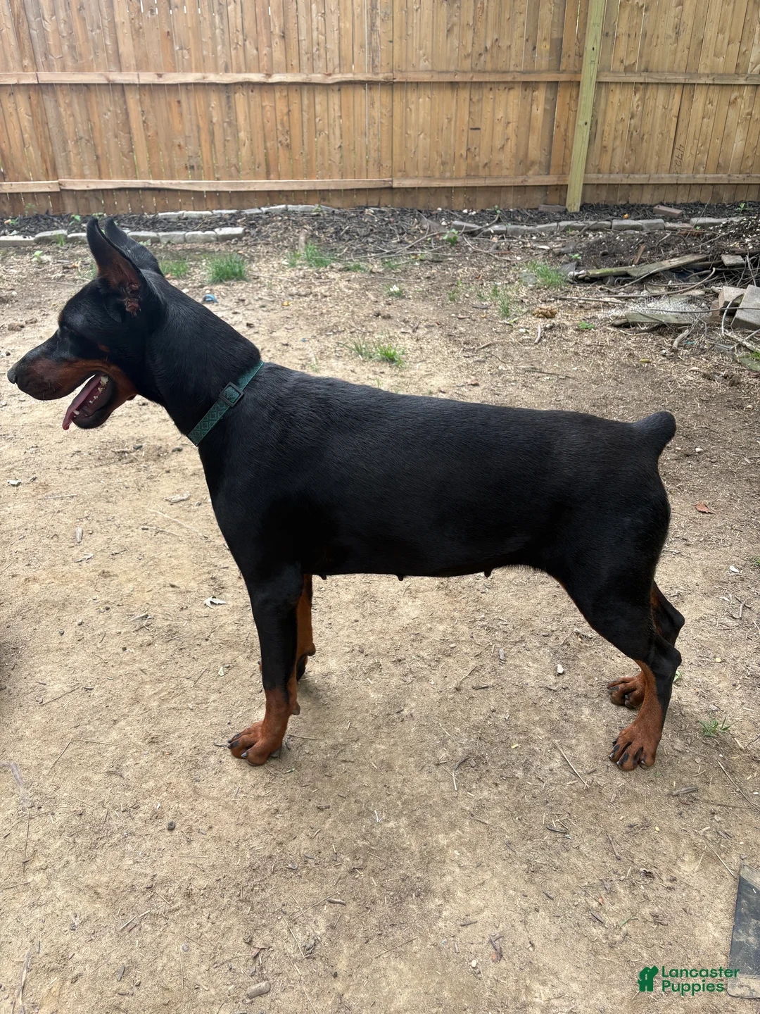 Gallery Image {{count}}