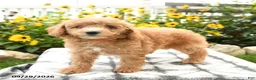 Bichpoo dogs for sale: Axel - Ad 5