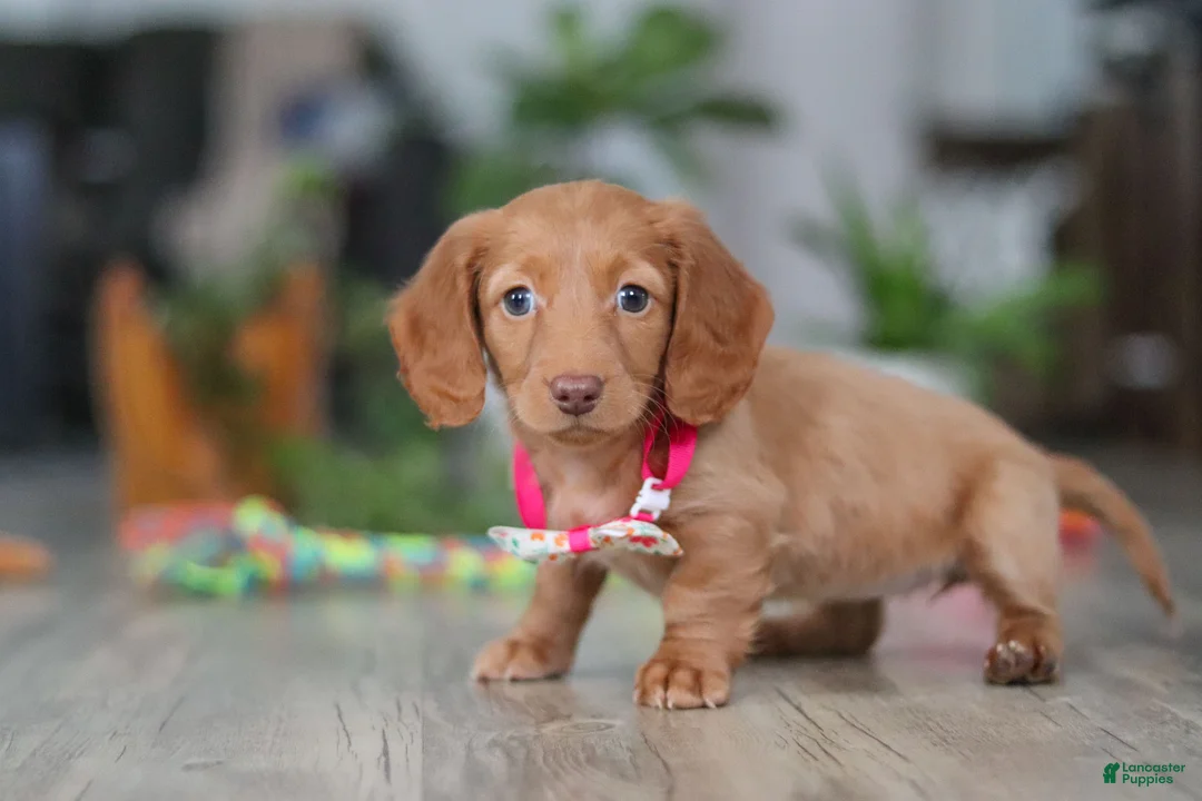 Miniature Dachshund dogs for sale: Lily - Ad 1