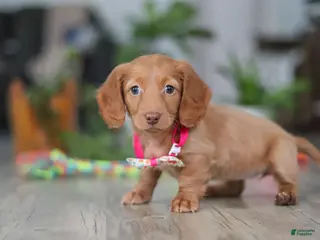 Miniature Dachshund dogs Lily - Ad 23