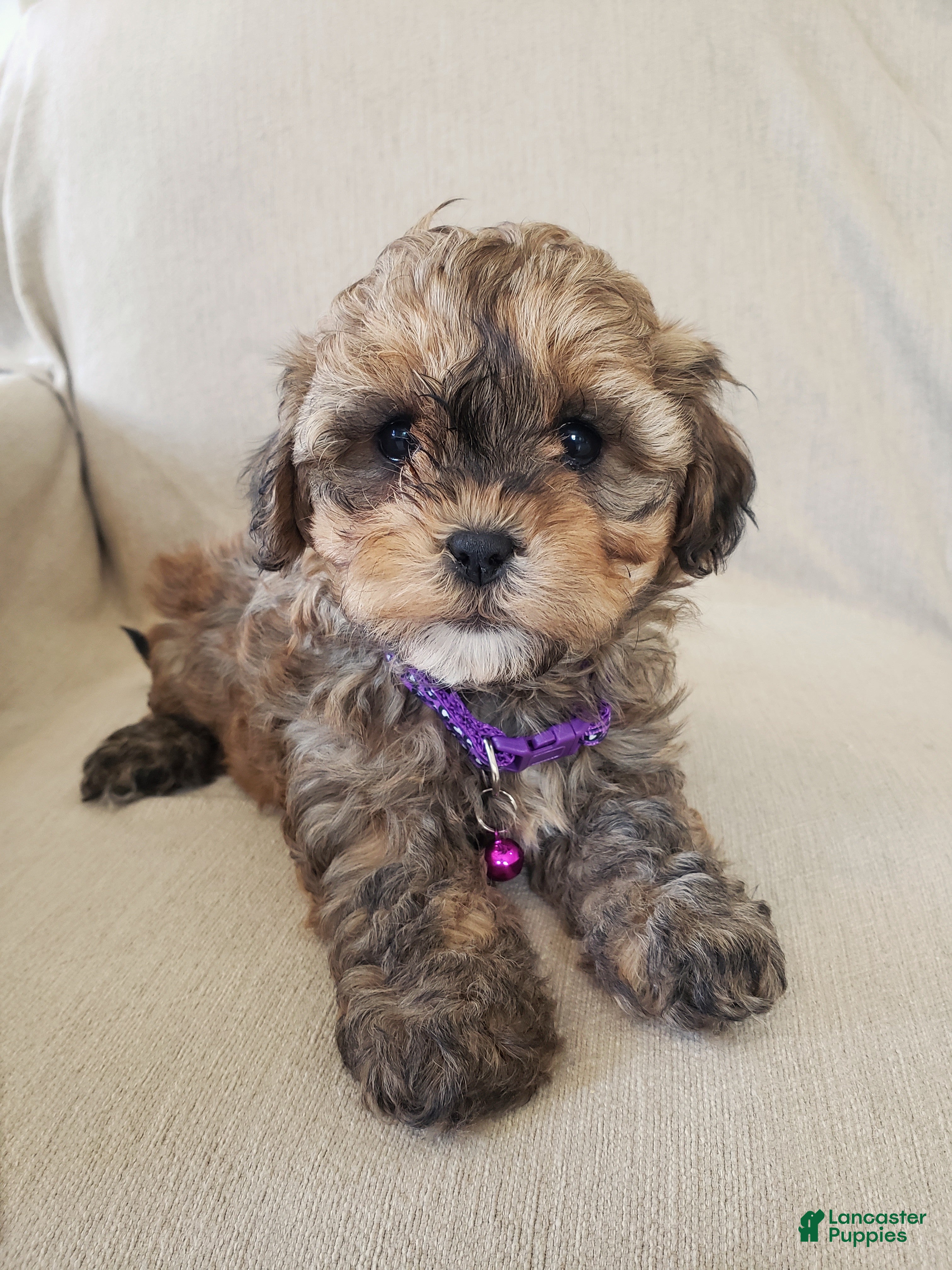 Shihpoo dogs PIXIE - Ad 2