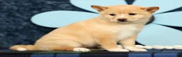 Shiba Inu dogs for sale: Kayla - Ad 6