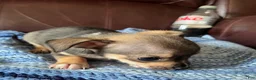 Chiweenie dogs for sale: Chiweenie 4 - Ad 5