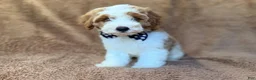 Cavapoo dogs for sale: Shadow - Ad 10