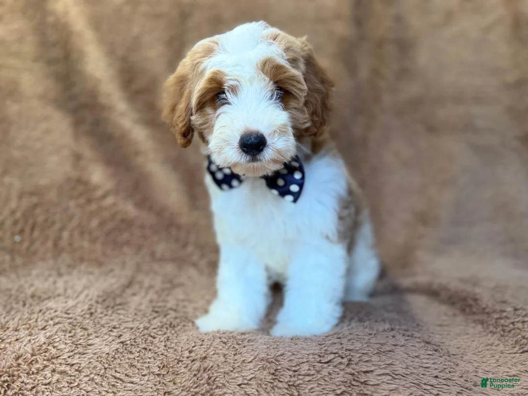 Cavapoo dogs for sale: Shadow - Ad 10
