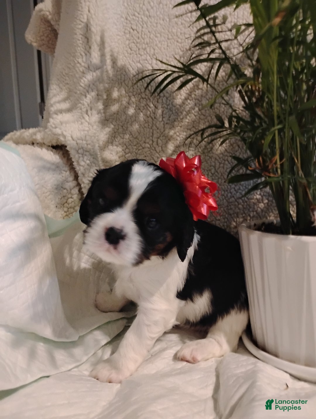 Cavalier King Charles Spaniel dogs for sale: Rhoda -Cavalier King Charles Spaniel Puppy 3 - Ad 3
