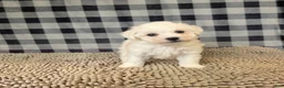 Bichon Frise dogs for sale: Lee - Ad 5