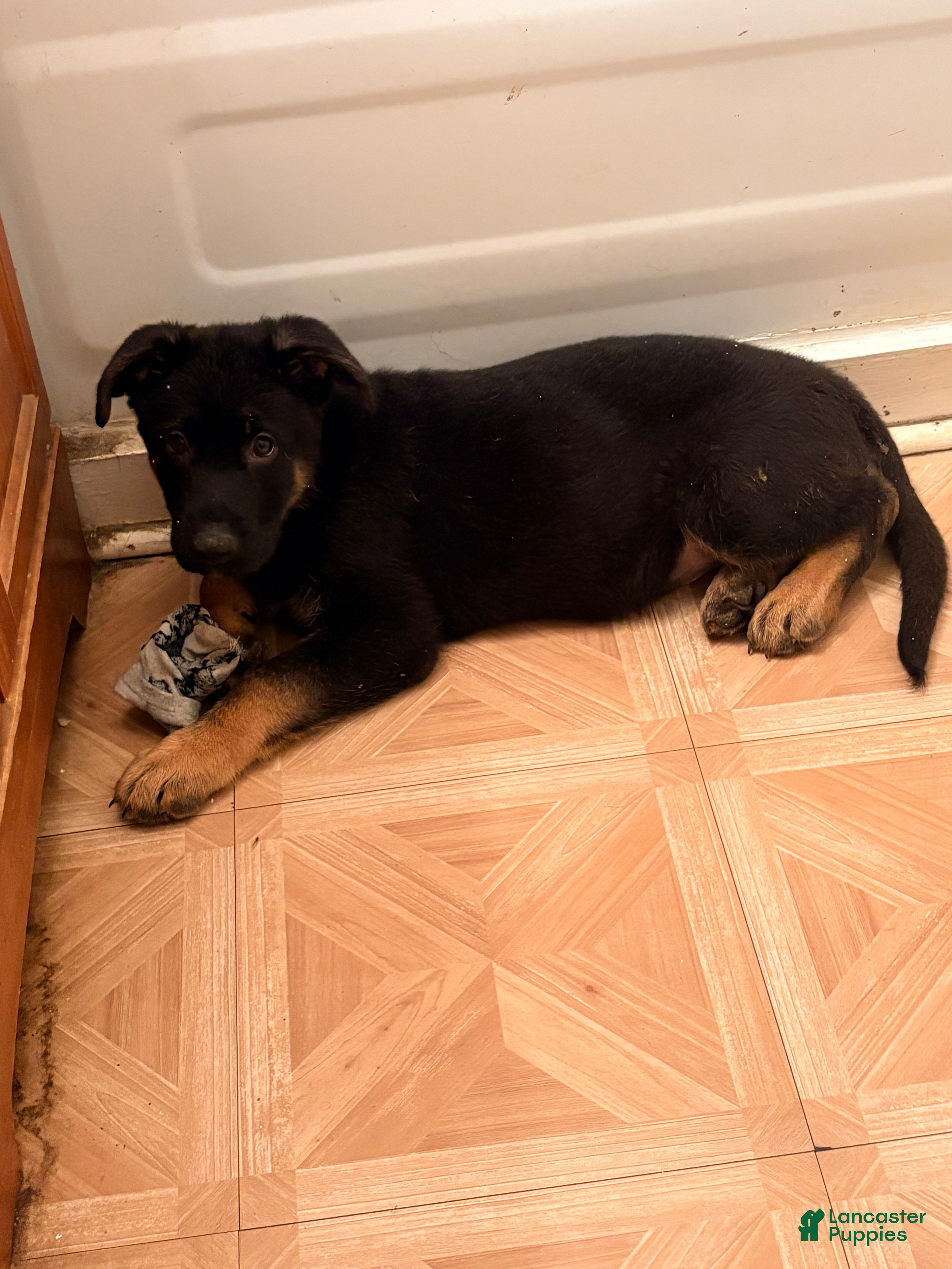 German Shepherd dogs Pink Collar - Ad 2