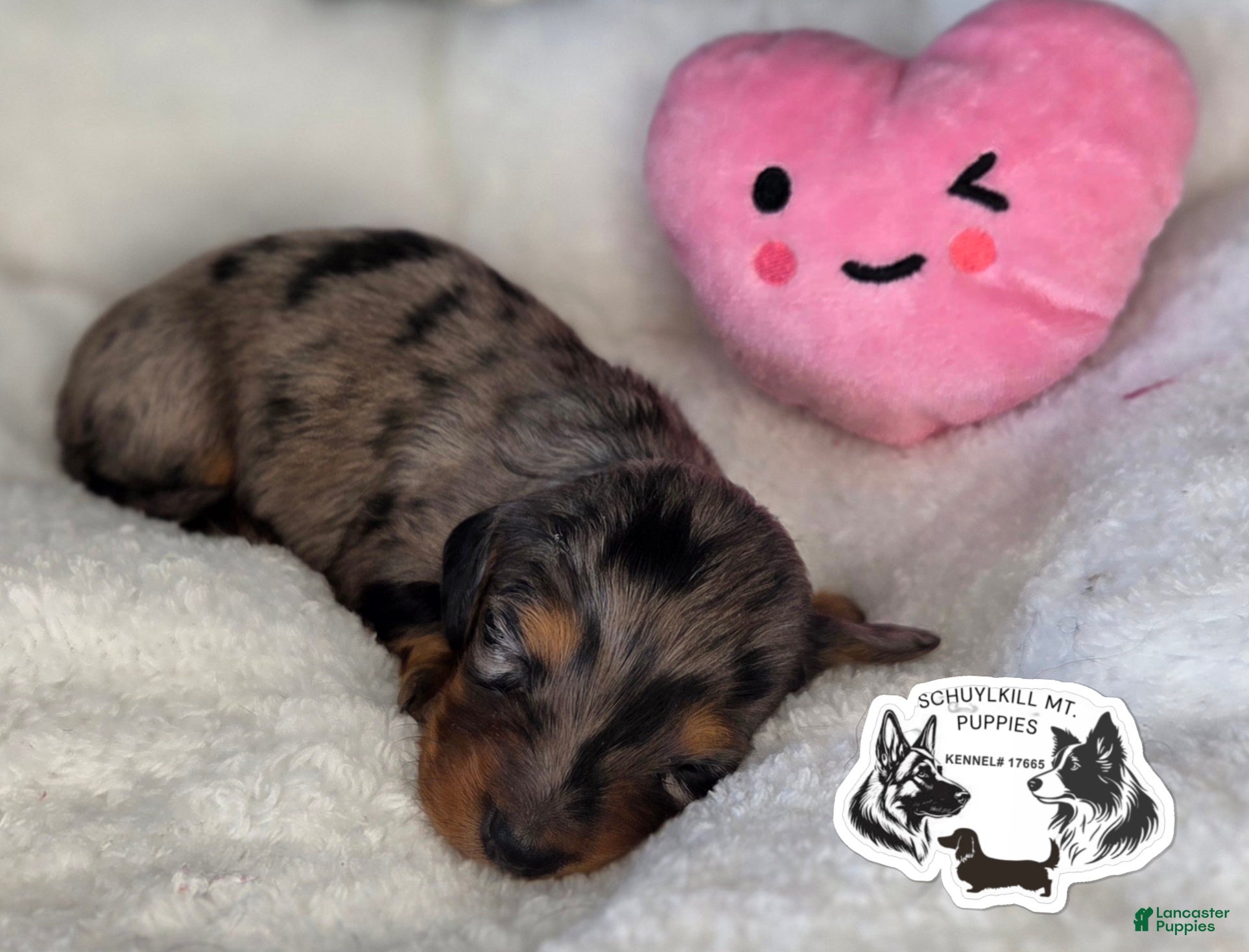 Miniature Dachshund dogs Anna - Ad 36