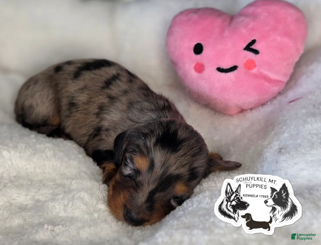 Miniature Dachshund dogs for sale: Anna - Ad 1