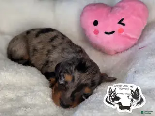 Miniature Dachshund dogs Anna - Ad 36