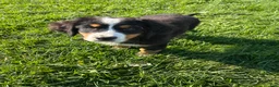 Bernese Mountain Dog dogs for sale: Paisley - Ad 3
