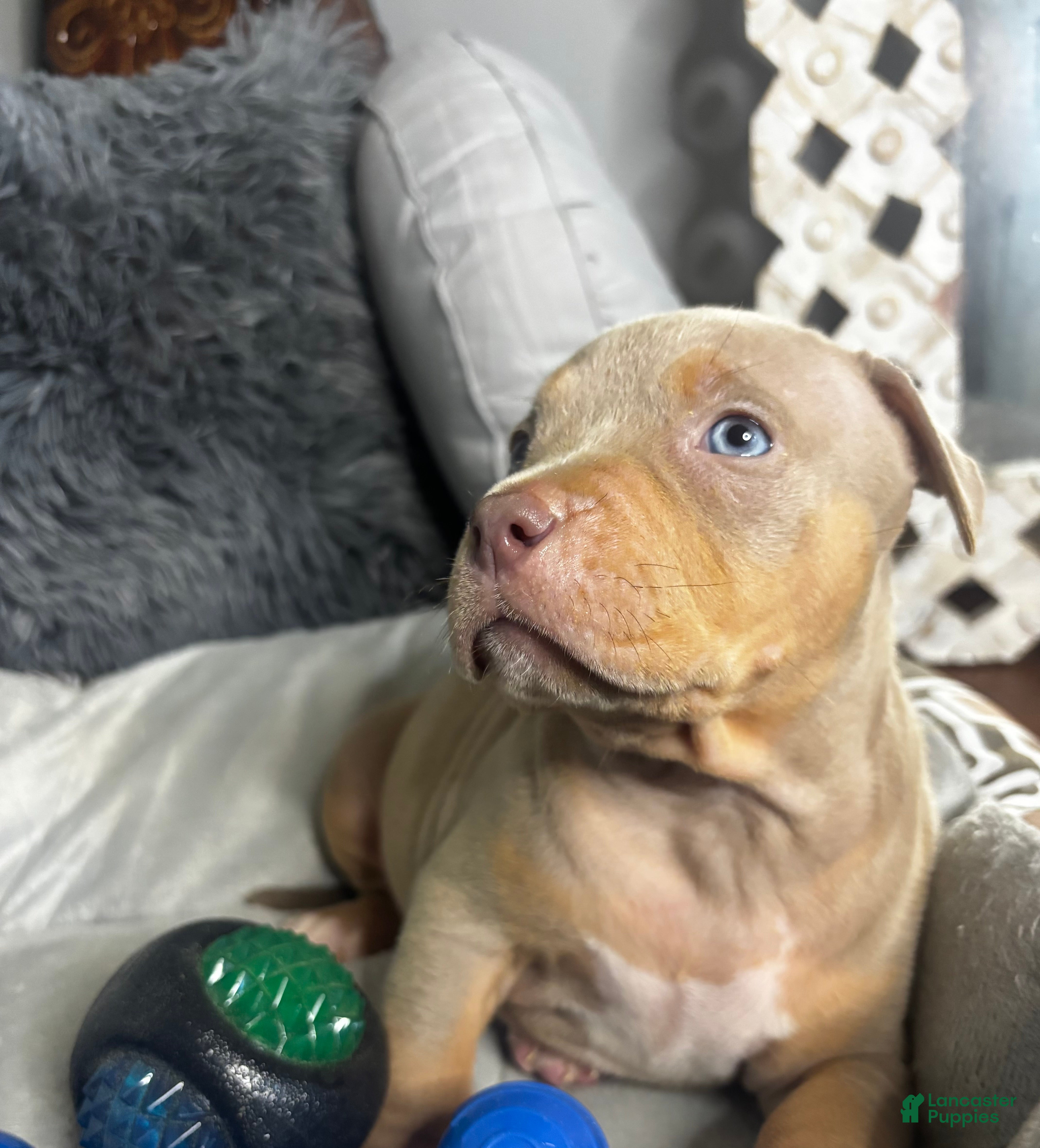 American Bully dogs Female 2 – Nova (Lilac Tri) - Ad 26