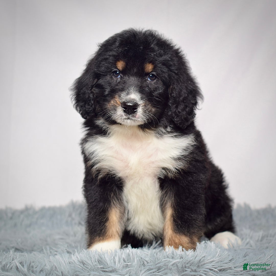 Bernedoodle dogs for sale: Mr. Teo - Ad 5