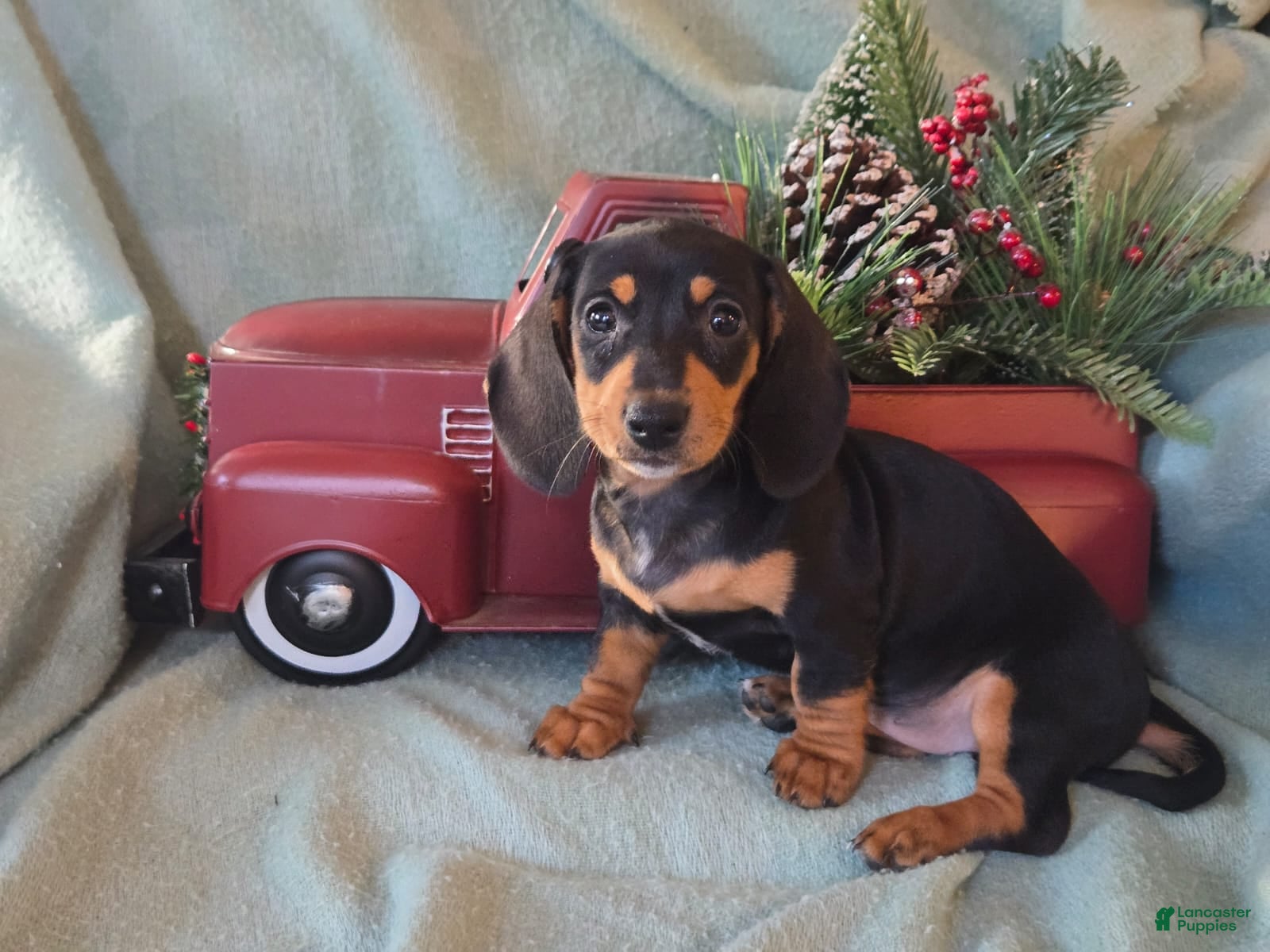 Dachshund dogs Brooklyn - Ad 27