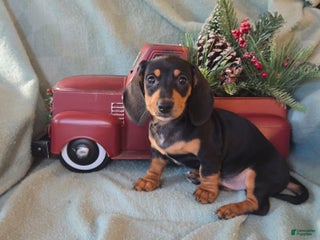 Dachshund dogs Brooklyn - Ad 9