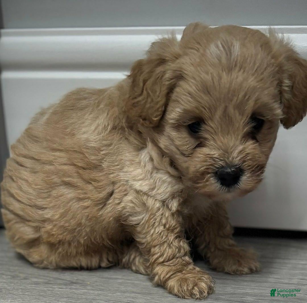 Maltipoo dogs for sale: Sofia - Ad 6