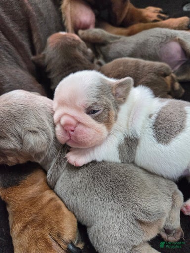 Gallery Image {{count}}