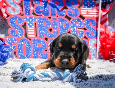 Doberman Pinscher dogs Boy 5 - Ad 1