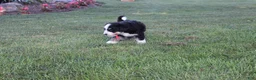 Bernedoodle dogs for sale: Sasha - Ad 6