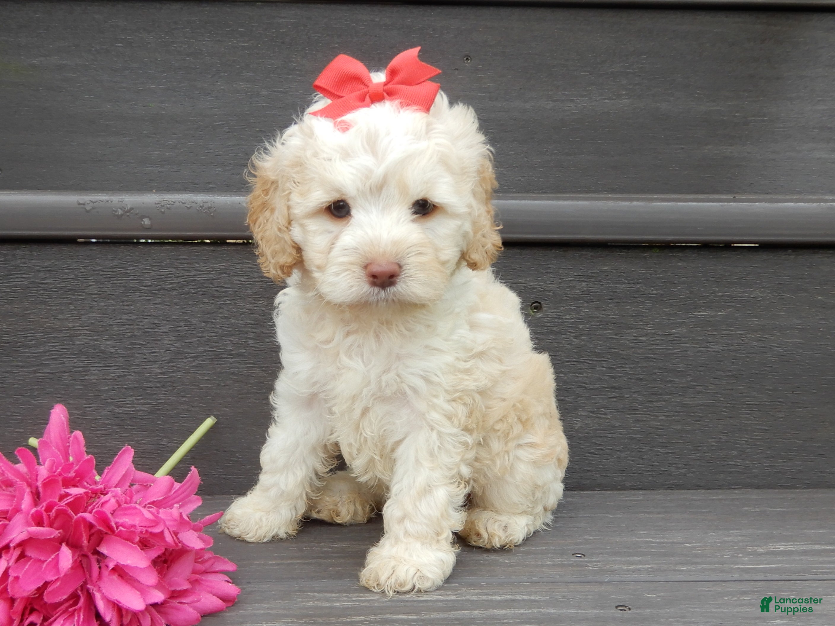 Cockapoo dogs Trixie - Ad 2