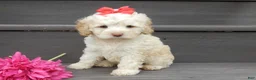 Cockapoo dogs for sale: Trixie - Ad 2