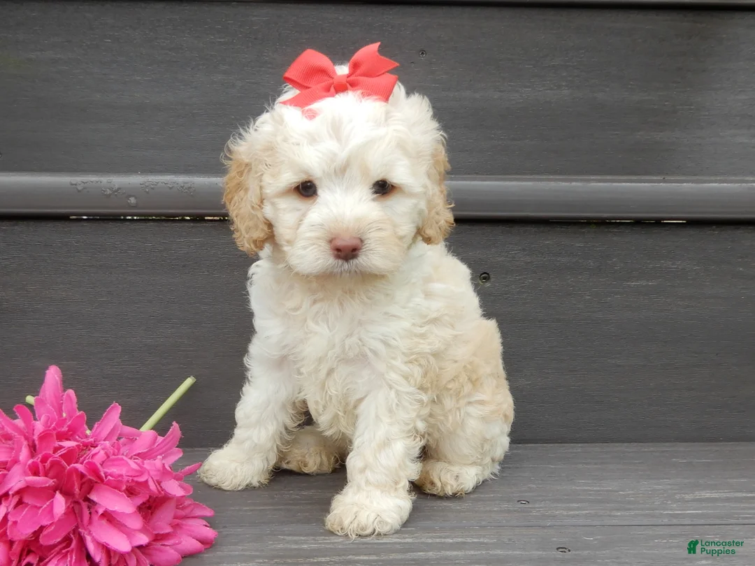 Cockapoo dogs for sale: Trixie - Ad 2