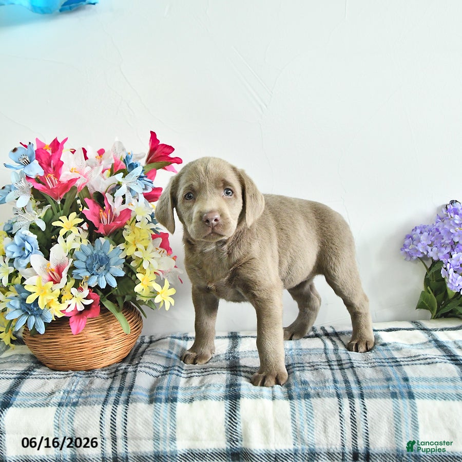Labrador Retriever dogs Misty - Ad 2