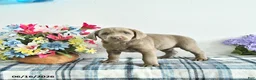 Labrador Retriever dogs for sale: Misty - Ad 2