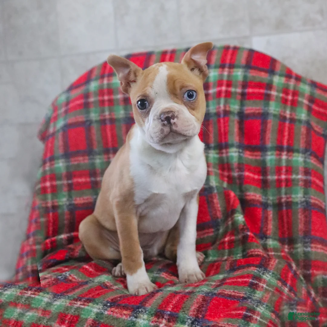 Boston Terrier dogs for sale: Iris - Ad 1