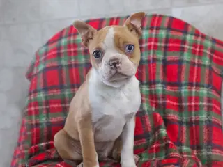 Boston Terrier dogs for sale: Iris - Ad 1