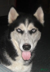 Siberian Husky dogs Big Mack - Ad 2