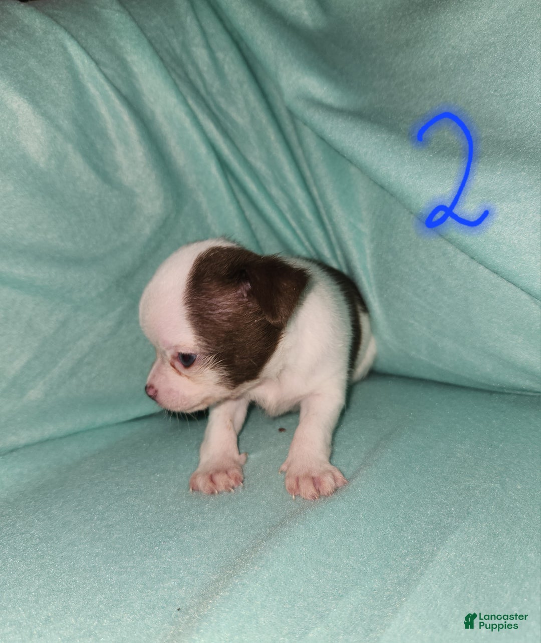 Chihuahua dogs for sale: Annies Boy 2 - Ad 2