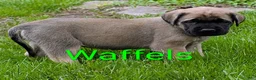 English Mastiff dogs for sale: English Mastiff Puppy 3 - Ad 4