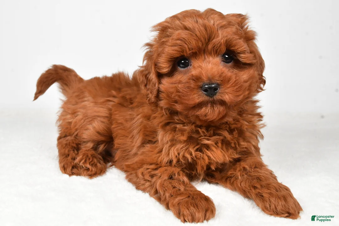 Cavapoo dogs for sale: Hudson - Ad 1