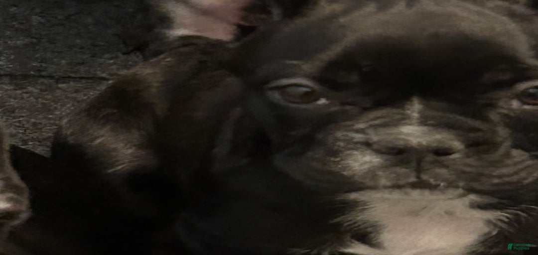 Gallery Image {{count}}