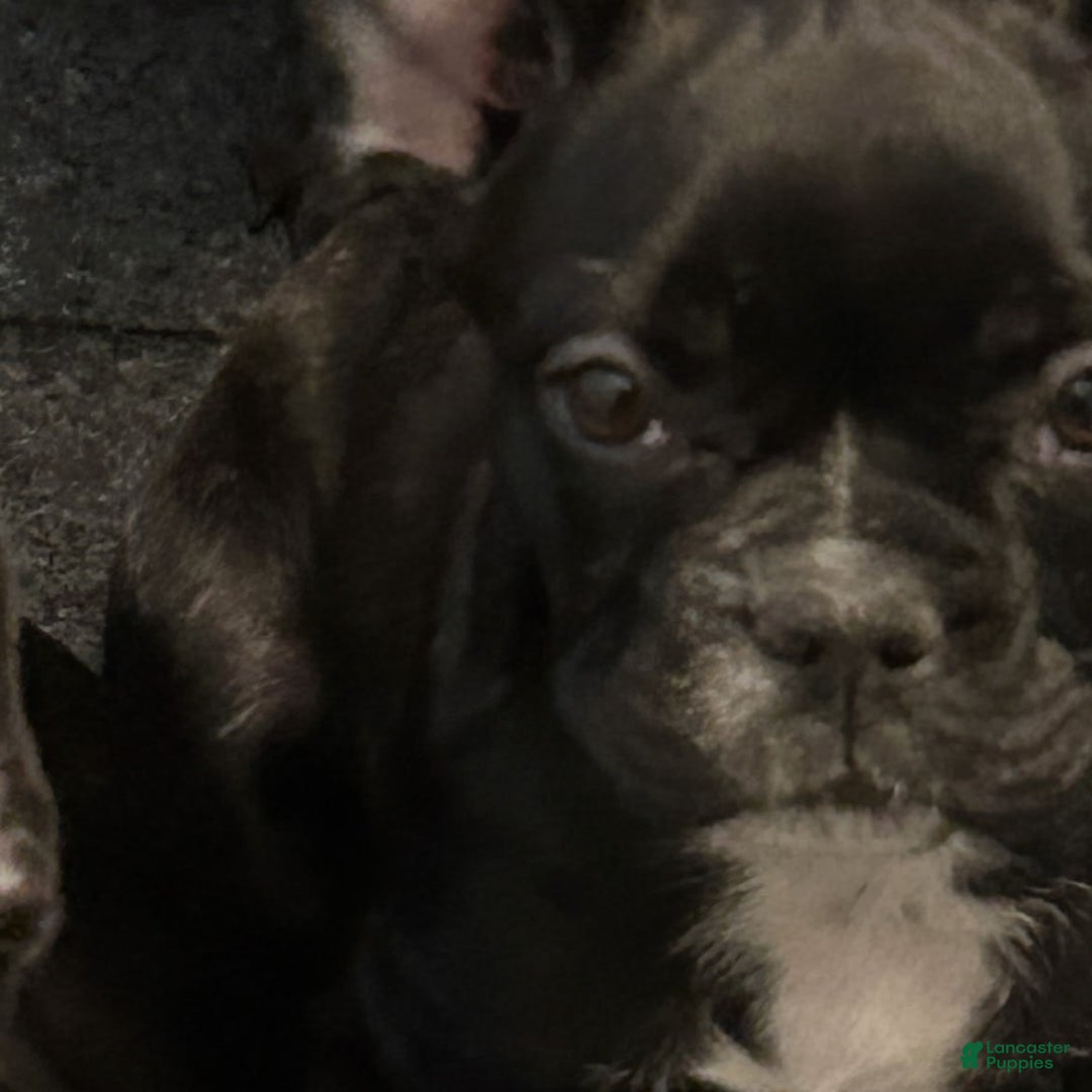 Gallery Image {{count}}