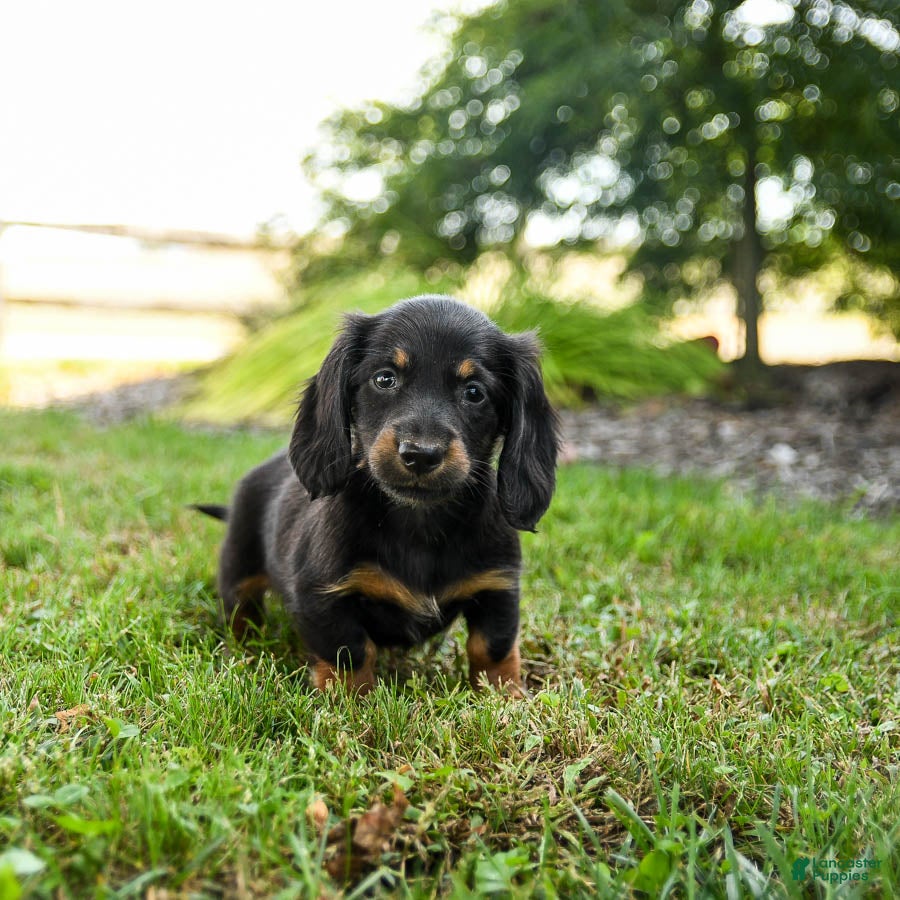 Laurel Mountain Bear Hunting With Plott Hounds Puppies For Sale