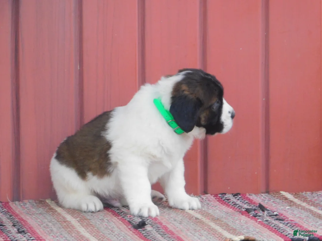 Saint Bernard dogs for sale: Lamborghini - Ad 2