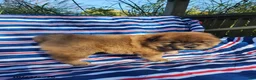 Chow Chow dogs for sale: Duke - Ad 3