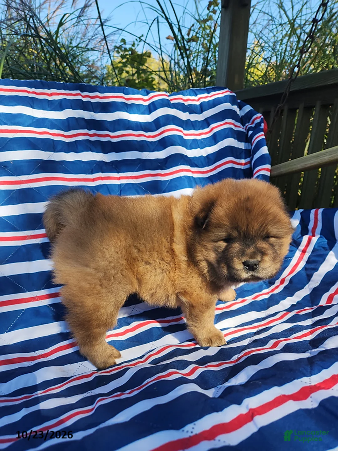 Chow Chow dogs for sale: Duke - Ad 3