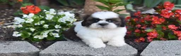 Shih Tzu dogs for sale: Bailey - Ad 7
